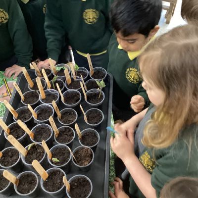 Checking on our growing beans